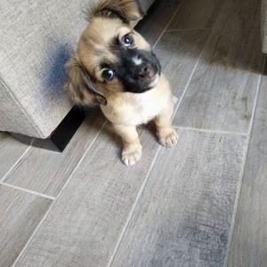 Meet your Posher, Susan